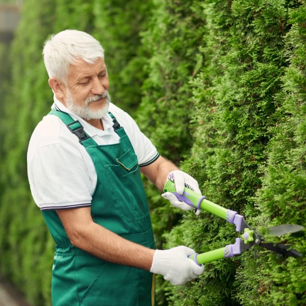 senior-gardener-using-scissors-for-bushes.jpg senior-gardener-using-scissors-for-bushes.jpg